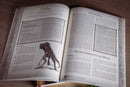 Cthulhu: Fairy Tale Hour (Softcover) 